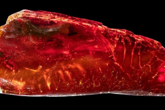 Eine Ameise im Bernstein, die 40 Millionen Jahre alt ist, entdeckt von Wissenschaftlern.