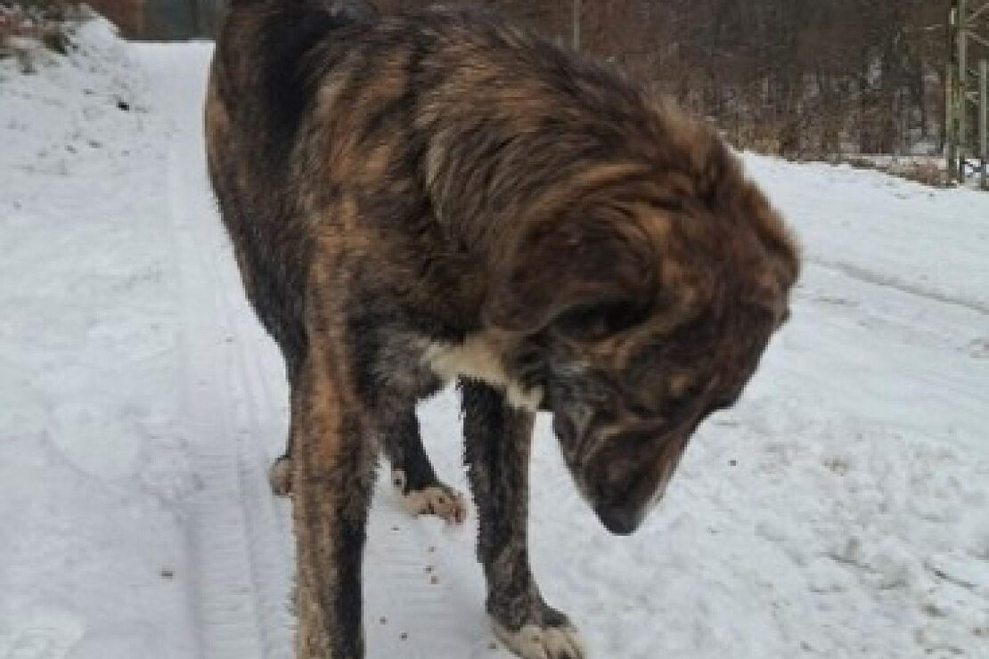 Freilaufender Hund sorgt für Einsatz der Polizei in Rengsdorf