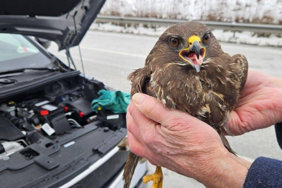Greifvogel überlebt Unfall auf der A 20 bei Badendorf