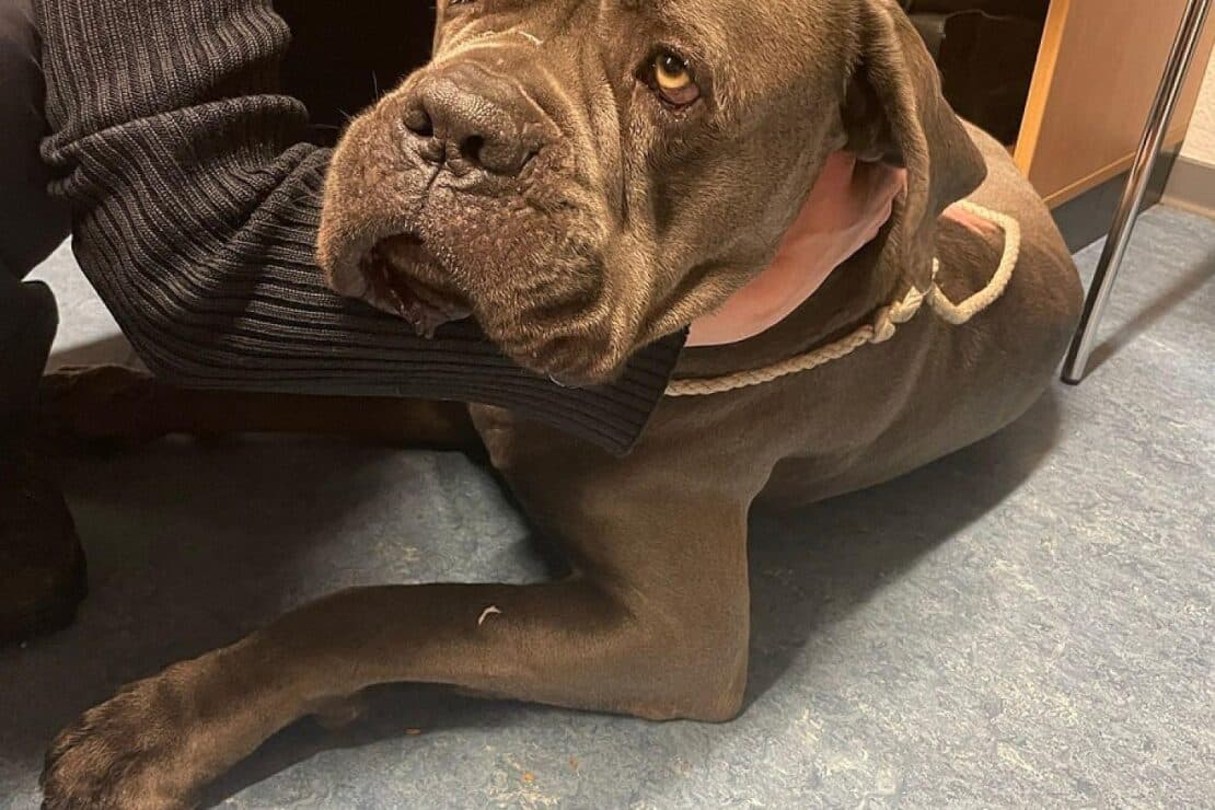 Hund auf eisiger Autobahn bei Enkenbach gerettet