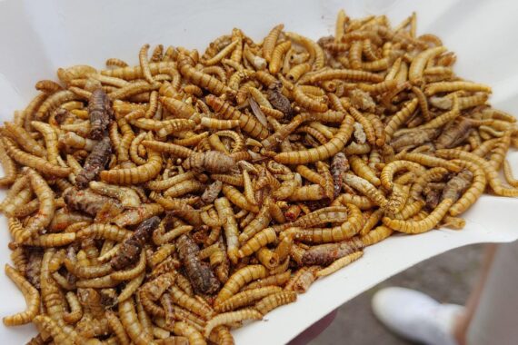 Gebratene Insekten auf einem Teller, umgeben von frischen Zutaten und natürlichen Verpackungen.