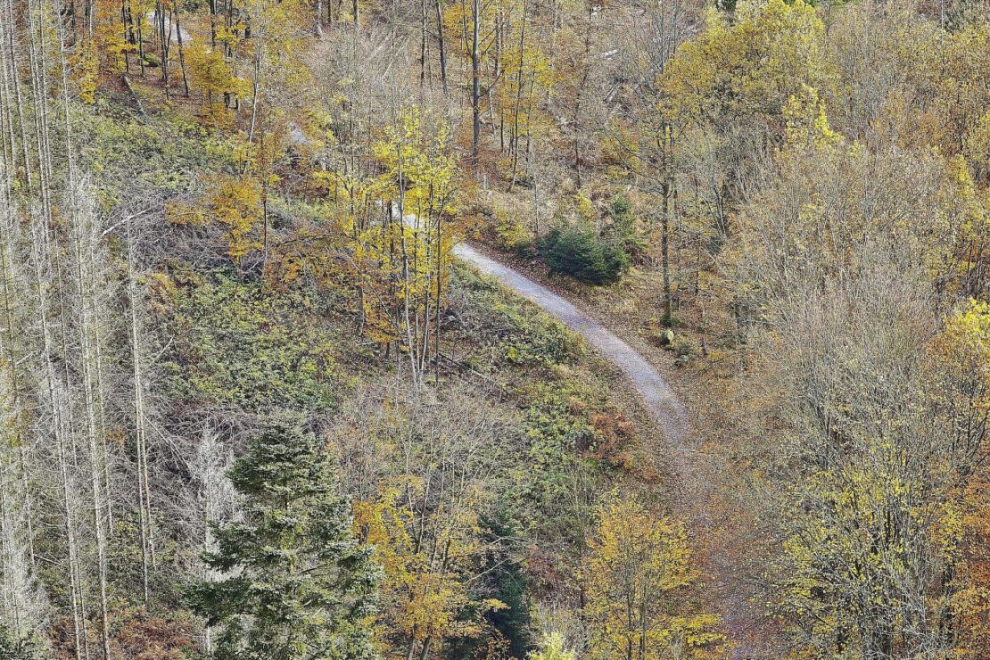 NRW stellt Waldstrategie mit 129 Maßnahmen vor