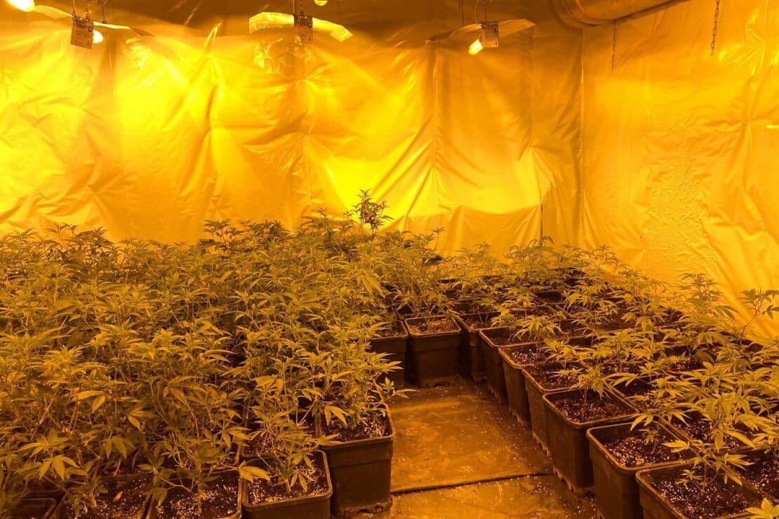 Polizei entdeckt große Cannabisplantage in Ahauser Wohn- und Geschäftshaus