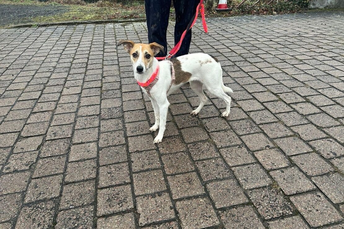 Polizei fängt freilaufende Hündin in Oppenheimer Neustadt ein