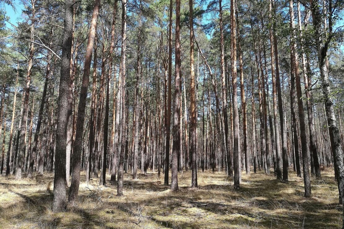 Sächsischer Landtag berät über Munitionsräumung in Wäldern