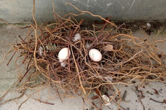 Ein Taubennest mit Vögeln, Symbol für Artenschutz und Biodiversität in Städten.