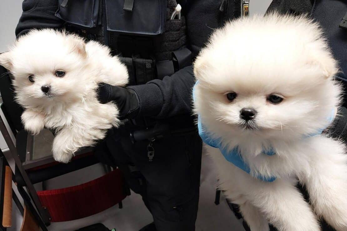 Bundespolizei stellt fünf unzureichend geimpfte Hundewelpen an Grenze bei Reitzenhain sicher