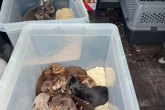 Transporter mit 13 Welpen, ungesichert in Boxen, bei Grenzkontrolle gestoppt.