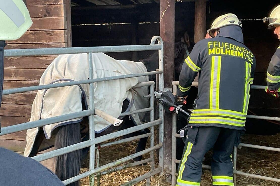 Feuerwehr befreit eingeklemmtes Pferd aus Gatter