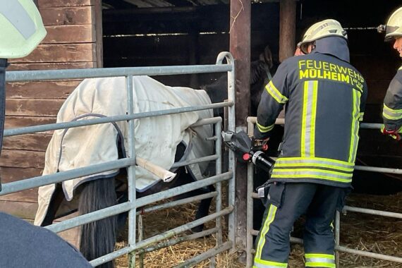 Feuerwehr befreit eingeklemmtes Pferd aus Stallgatter mit hydraulischem Rettungsgerät.