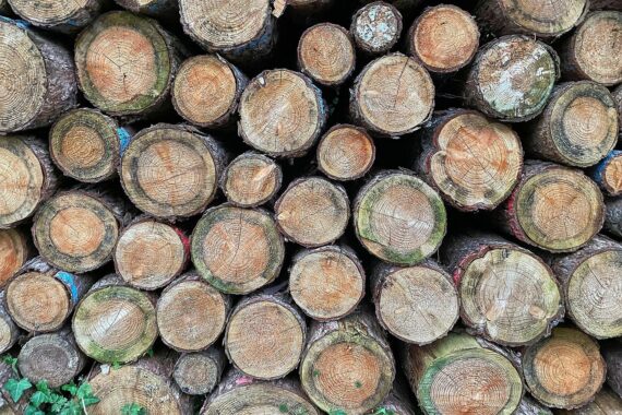 Holzstämme im Wald, Symbol für Wiederaufforstung und Klimaschutz in Marpingen.