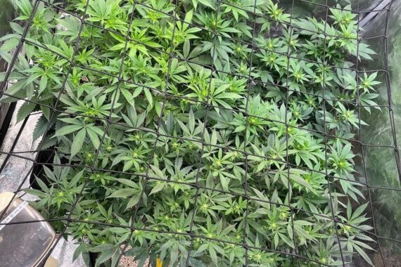 Polizei entdeckt Cannabisplantage mit Waffen in Wohnung, Mann festgenommen.