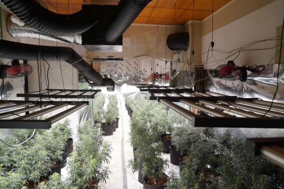 Polizei entdeckt illegale Cannabisplantage in Gelsenkirchen, umfangreiche Technik und Drogen sichergestellt.