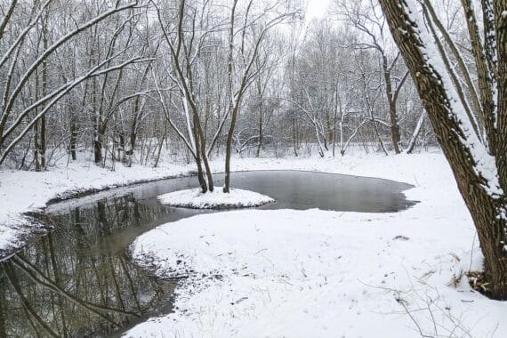 Renaturierte Teiche und Uferbewuchs im Wohngebietspark Roter Berg in Erfurt.