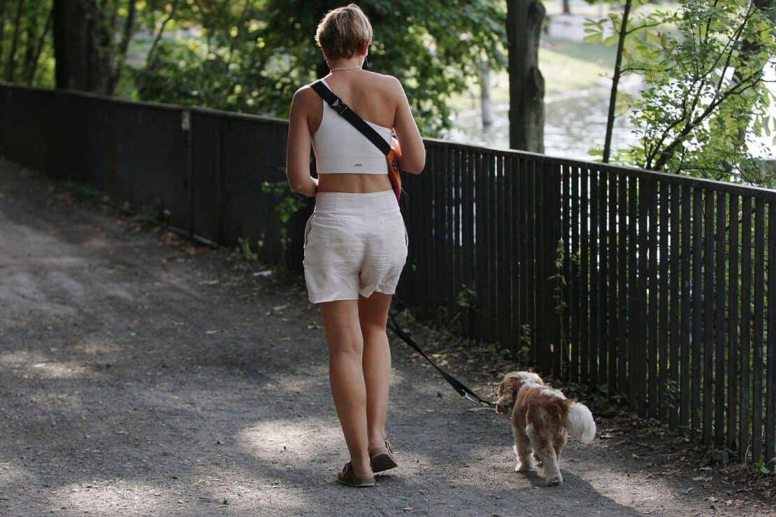 Tollwutfall bei importiertem Hund: Behörden sehen kein erhöhtes Risiko