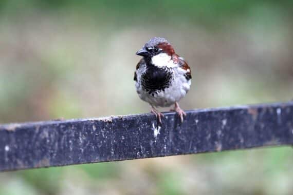 Haussperling in urbaner Umgebung, Warnung vor Vogelgrippe, geschützte Wildvögel, sichere Distanz halten.