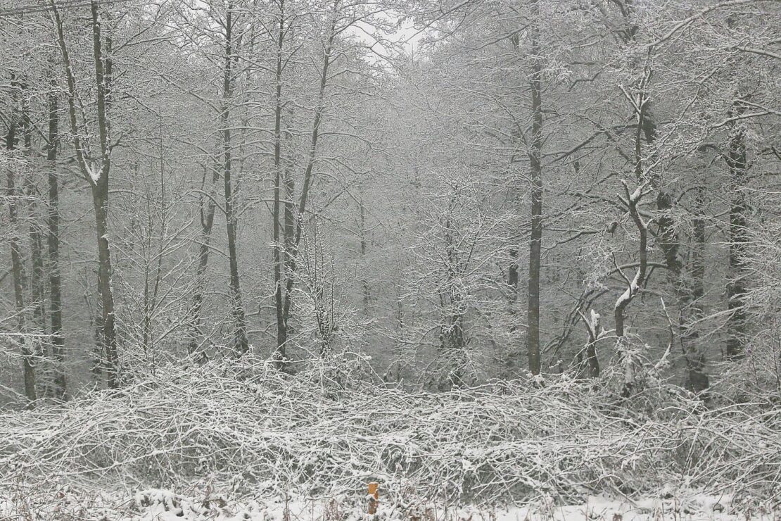 Wetterbericht für Sachsen-Anhalt (09.02.2026)