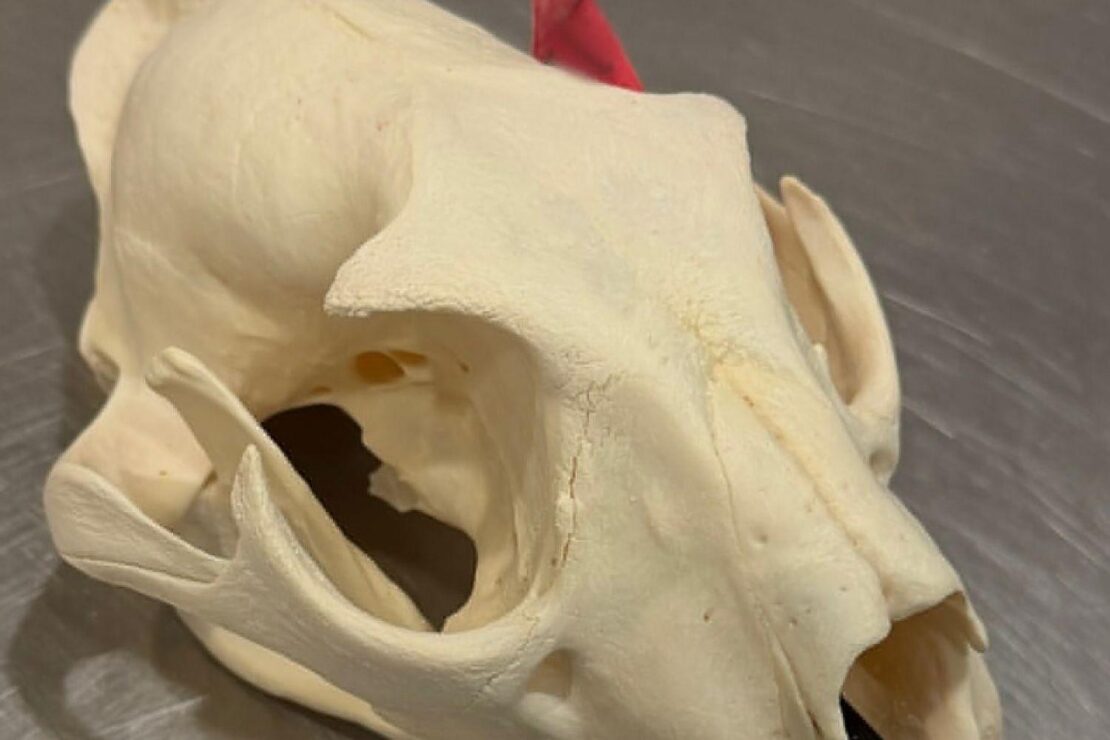 Zoll am Flughafen Hannover beschlagnahmt Leoparden-Schädel und Fleisch