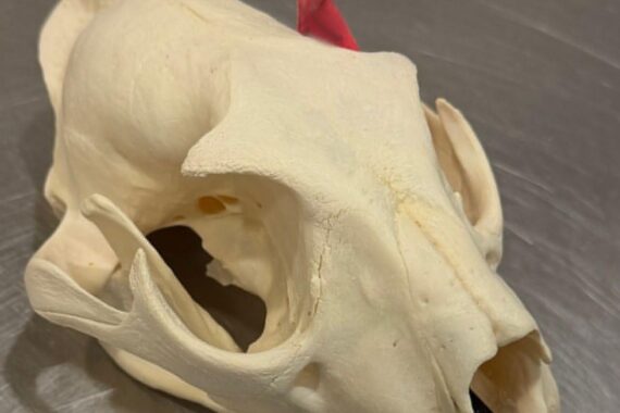 Leoparden-Schädel und beschlagnahmte Fleischprodukte bei Zollkontrolle am Flughafen Hannover.