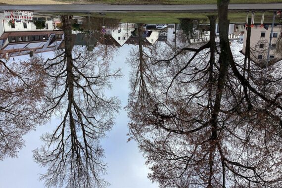 Zwei alte Pappeln werden wegen Sicherheitsrisiken gefällt, neuer Platz für klimaresiliente Bäume.