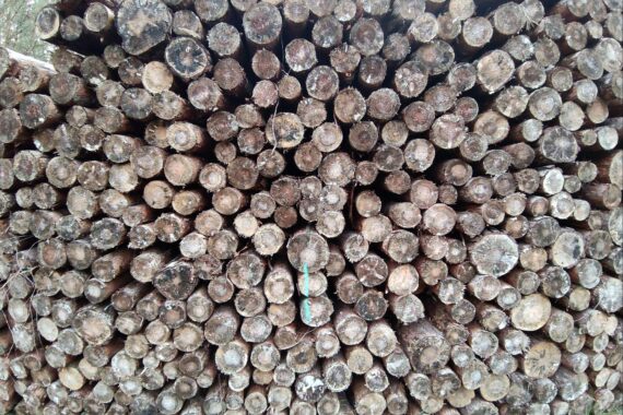 Holzstämme im Wald symbolisieren die Themen Entwaldungsschutz und landwirtschaftliche Entlastung in Deutschland.