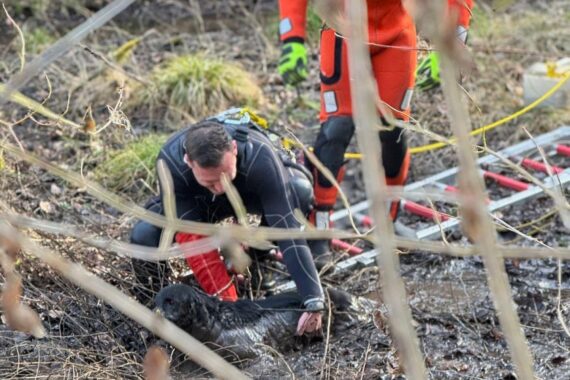 Feuerwehr rettet Labrador-Hündin aus Moor in Stuttgart-Botnang, Tierarzt und Besitzerin anwesend.