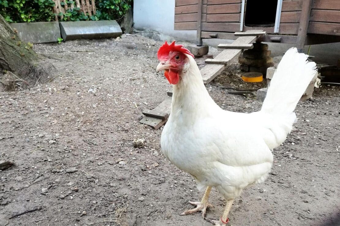 Geflügelpest-Sperrgebiet im Hochsauerlandkreis aufgehoben