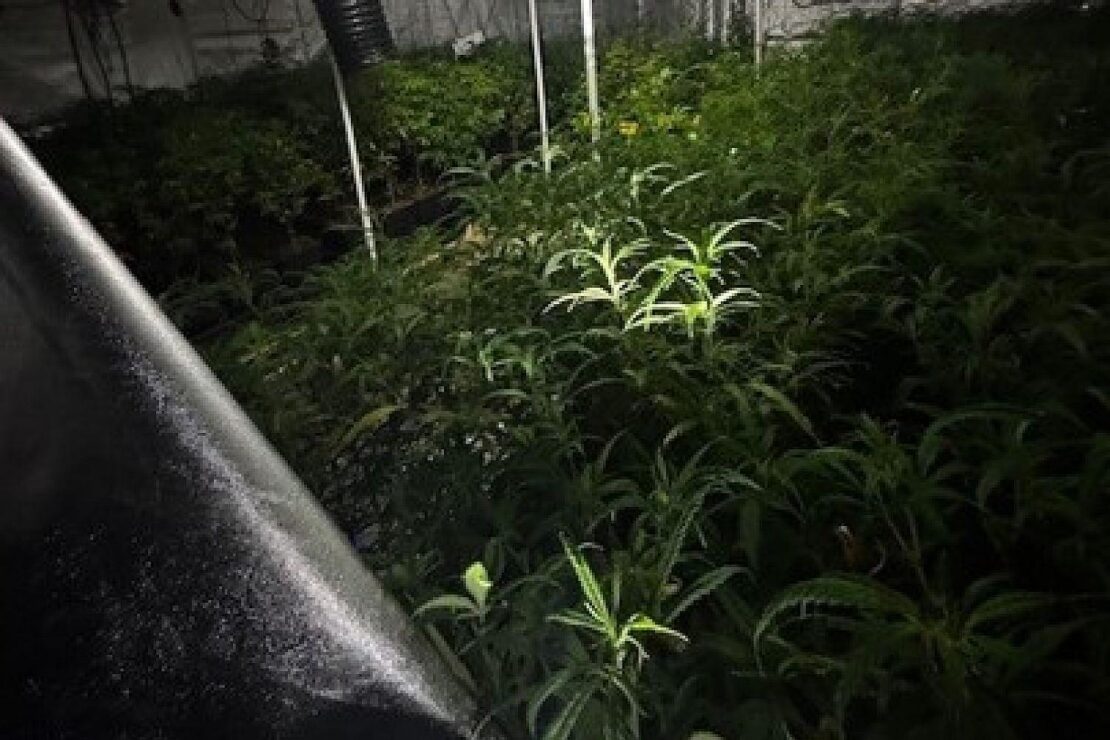 Polizei entdeckt illegale Cannabis-Plantage in Niederndodeleben