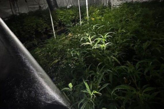 Illegale Cannabis-Plantage in Lagerhalle: Zelte, Pflanzen und Polizei ermitteln nach Zeugenhinweis.