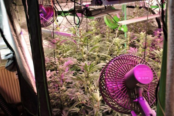 Polizisten beschlagnahmen Cannabis-Pflanzen aus geheime Wohnung in Neuss, Ermittlungen laufen.