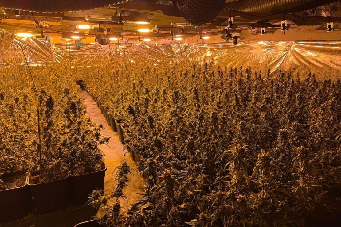 Polizei findet 800 Cannabispflanzen in Scheune bei Boizenburg