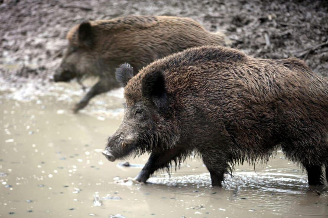 Sperrzone wegen Afrikanischer Schweinepest in Wiesbaden verlängert