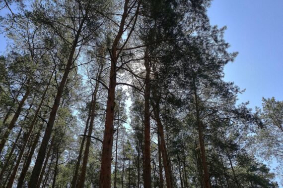 Brände in Südamerikas Wäldern, verursacht durch Landwirtschaftsexpansion, verdeutlichen Umweltprobleme.