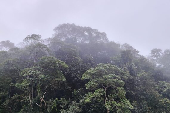 Rauchende Waldbrandstellen im brasilianischen Regenwald, sichtbar geschädigte Bäume und landwirtschaftliche Flächen.