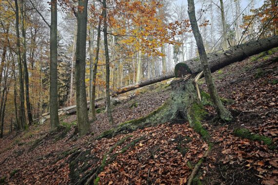 Umgesägter Baum im Wald, Symbol für Umweltzerstörung und politischen Druck auf den Umweltschutz.