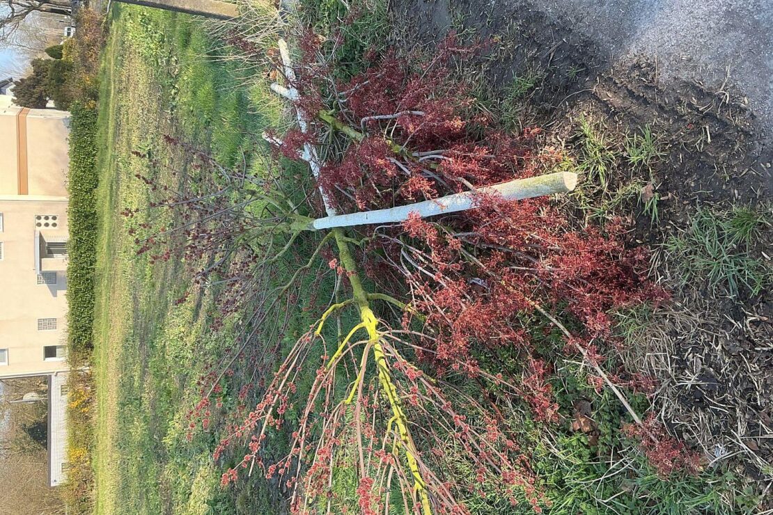 Unbekannte fällen erneut Jungbäume in Bochum