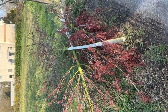 Abgesägte Bäume in Bochum, Akt der Vandalismus, Strafanzeige, Stadt sucht Zeugen.