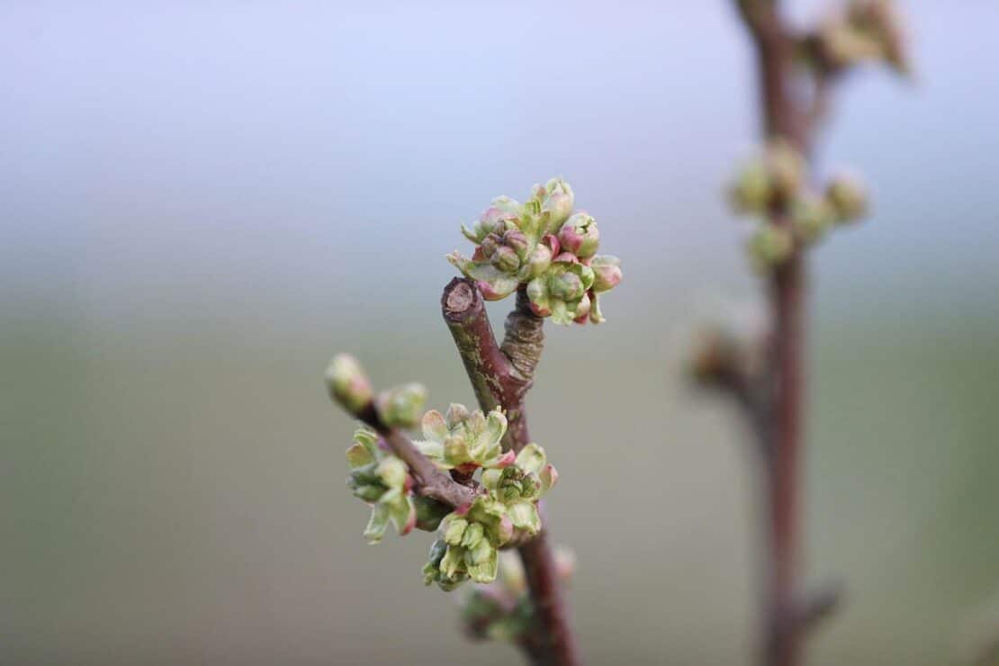 Wetterbericht für Sachsen (19.03.2026)