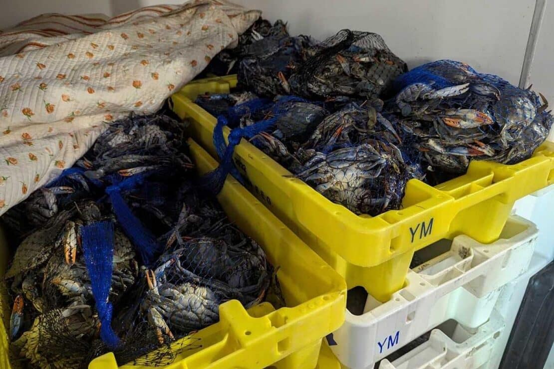 Zoll stoppt Transport von 700 Kilogramm Krebsen ohne Nachweise bei Rodgau