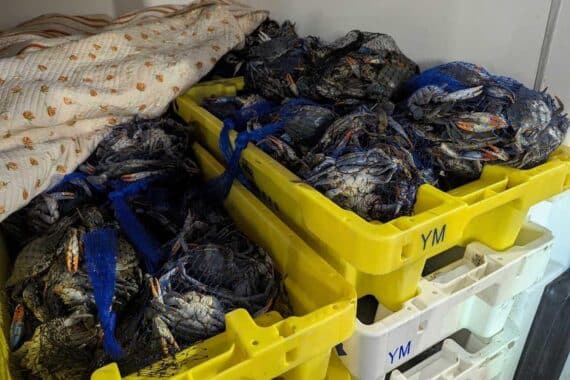 Zollbeamte überprüfen beschlagnahmte lebende Krebse in einem Fahrzeug, Dokumente fehlen.