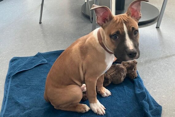 Ausgesetzter Hundewelpe an einem Zaun, Polizei sucht nach Zeugen und Halterinformationen.
