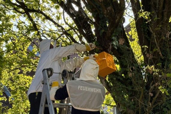 Ein Imker umsiedelt ein Bienenvolk von einem Spielplatz mit Feuerwehrunterstützung.