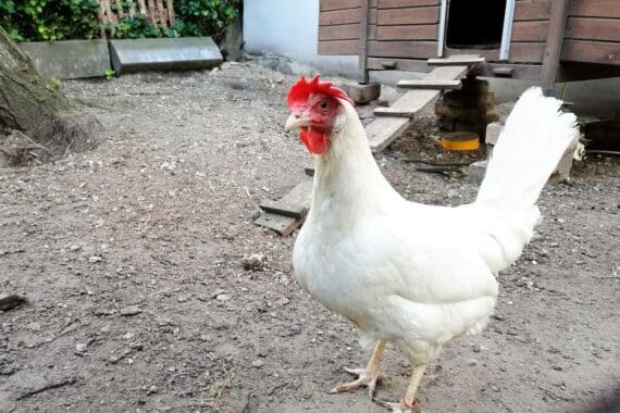 Eine Henne in einer stabilen Haltungsumgebung, die Eierproduktion in Thüringen veranschaulicht.