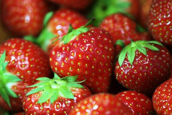 Erdbeeren in einem Feld, symbolisieren die steigende Ernte in Nordrhein-Westfalen.