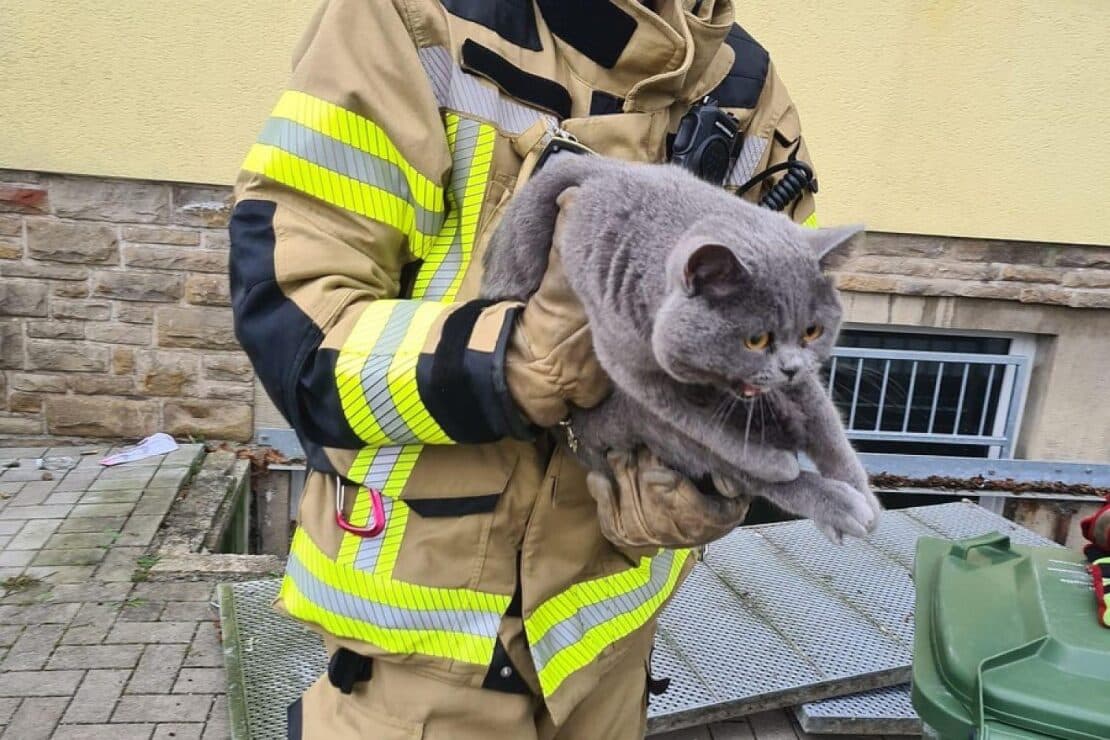 Feuerwehr befreit Katze aus Lichtschacht in Ennepetal
