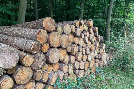Holzstämme im Wald, symbolisieren den Rückgang des Holzeinschlags in Nordrhein-Westfalen.