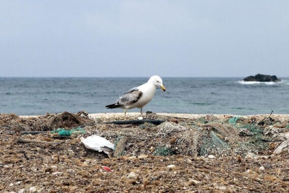 Möwe auf Müllhaufen am Meer, Symbol für Umweltkriminalität und deren Folgen.