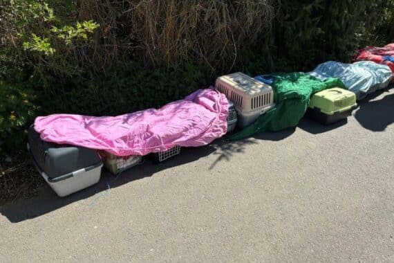 Katzen und Papageien in Transportboxen nach Tierschutzübergreifender Rettung im Landkreis Harz.