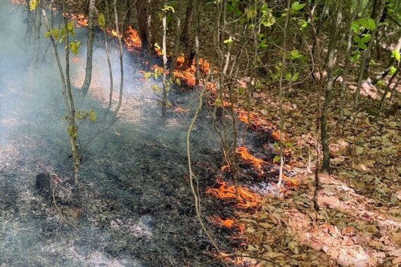 Waldbrand mit intensiven Flammen, Feuerwehr im Einsatz, steiler Hang und Rauchentwicklung sichtbar.
