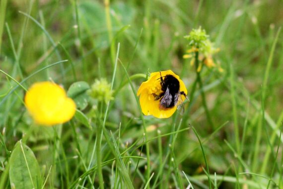 Hummel bestäubt Blüte unter sonnigem Himmel, symbolisiert Natur und Wetterwechsel in Mecklenburg-Vorpommern.